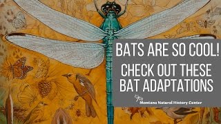 Amazing Bat Adaptations [upl. by Roter]