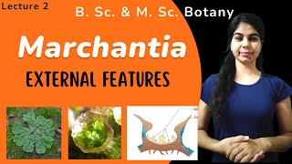 Marchantia  External Features  in Hindi  Botany  B Sc amp M Sc [upl. by Llemar]