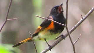 American Redstart [upl. by Faro]