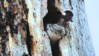 Bufflehead At Nest Cavity [upl. by Lleumas844]