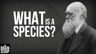 What is a species [upl. by Ona]