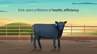 Prevent Blackleg in Cattle and More with PrimeVAC™ [upl. by Lotus]