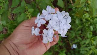 JasmimAzulPlumbago auriculata Lam Leitura na Descriçãoplantas [upl. by Zorine]