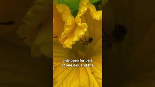 Missed Pollination of Squash pollination bees growyourownfood [upl. by Nnaeilsel]