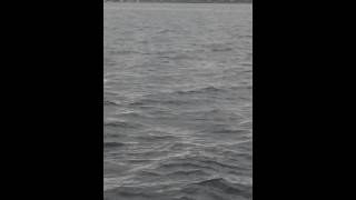 RI Striped Bass Report May 03 2015 Striped Bass at Ohio Ledge Narragansett Bay [upl. by Artep]