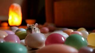 Tiny Explorer Hamster’s Peaceful Adventure Through Marbles 🐹 [upl. by Laerdna]