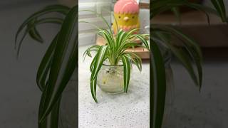 Spider plant Home Decor ideas 🪴 homedecor indoorplants happiness showpiece gardening diy [upl. by Nedloh]