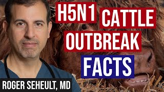 H5N1 Cattle Outbreak Background and Currently Known Facts [upl. by Aesoh258]