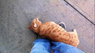 Adorable Friendly Stray Cat [upl. by Akira]