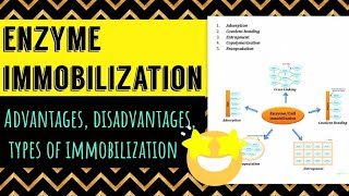 Enzyme Immobilization advantages disadvantages types applications [upl. by Adlay]