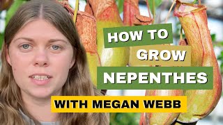 How To Grow amp Care For Nepenthes Tropical Pitcher Plant [upl. by Had]