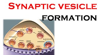 Synaptic vesicle formation [upl. by Doscher]