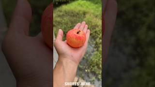 Fake Apple Prank In Dadi 🍎😂 New Viral Gadgets Smart Appliances Kitchen Utensils Home Inventions [upl. by Cohligan]