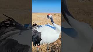 Some Redcrowned crane [upl. by Lenod432]