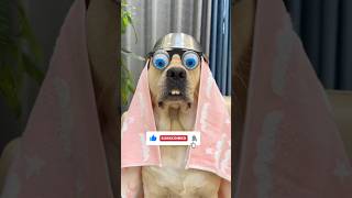 Dog Funny Moments  Hilarious Dog Compilation  Funny Dog [upl. by Luar]