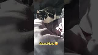 Camouflage sleeping 😴 cat cute trending sleep [upl. by Juditha825]