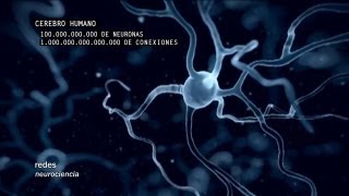 Redes 160 Cómo se conectan las neuronas  neurociencia [upl. by Wolfy]