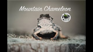 Mexican Chameleon [upl. by Etoile]