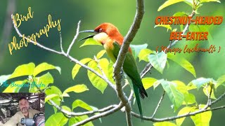 Chestnutheaded BeeEater Merops leschenaulti  Amazing Birds of Thailand Huahin birds nature [upl. by Kerekes327]