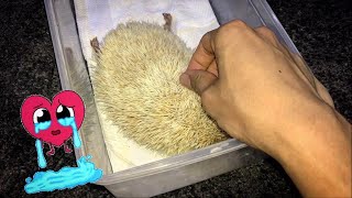 I witnessed my HEDGEHOG’s last breath RIP Old lad [upl. by Rey460]