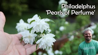 Pearls of Perfume™ Mock Orange  Philadelphus lewisii Pearls of Perfume™ [upl. by Blanchette]