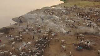 Aerial view of long horns cows in a Mundari tribe cattle camp Terekeka South Sudan [upl. by Assiluy]