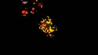 CRISPRdCas9 and sgRNA scaffolds enable dualcolour live imaging of satellite sequences and repeat [upl. by Aleibarg]