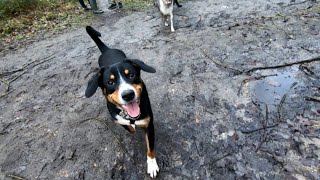 Entlebucher dogs walk in the forest with friends shepher and labrador [upl. by Riehl]