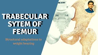 TRABECULAR SYSTEM OF FEMUR STRUCTURAL ADAPTATIONS TO WEIGHT BEARING [upl. by Aleet977]