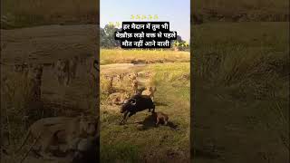 हर मैदान में तुम भी बेख़ौफ़ लड़ो वक्त से पहले मौत नहींआनेवालीanimals motivation trending youtube [upl. by Llyrrad902]