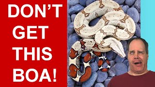 6 Reasons You Need to Reconsider Getting a True Red Tail Boa Constrictor [upl. by Yelena]