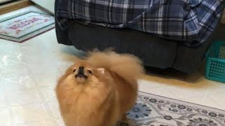 Tiny pomeranian dog barking Cute Pom [upl. by Harragan]