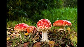 Paddenstoel  Mizzemos Kinderliedjes  Kinderliedje over paddenstoelen en herfst  herfstliedje [upl. by Annadiane]