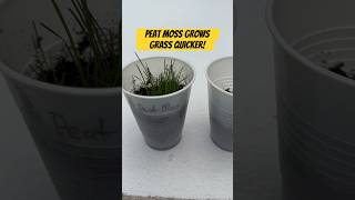 Peat moss grows grass quicker shorts [upl. by Amuwkuhc]