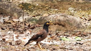 Birds looking for food with family [upl. by Eninej465]