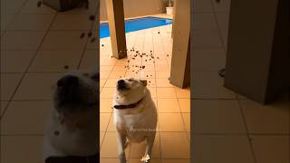 🐶🍔🧀funnyvideos funny dog shorts funnydogs [upl. by Nea166]