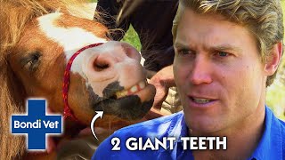 Vet Removes 2 GIANT TEETH from Miniature Horse  Bondi Vet [upl. by Gisela]