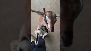 Playing with goat babybakri ke bacche ke sath khel Raha hu villagelifestyle youtubeshorts [upl. by Cleo]