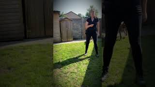 Dog Training  Heeling CenterContact and Recall dogtraining obedience dog weimaraner dog [upl. by Frederica]