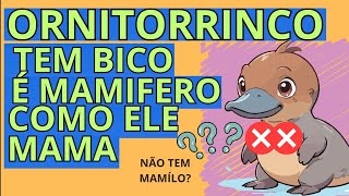 Mamífero de bico Ornitorrinco sem Mamilos reinoanimal [upl. by Ludovick]