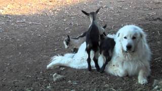 Great Pyrenees Guardian Dog with Alpine Goats [upl. by Weld147]