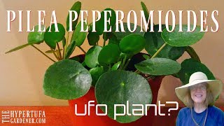 Pilea peperomioides  Finally Got One Now I Have 5 😁 [upl. by Anaeel]