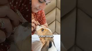 STOP Your Beagle Puppy From Chewing Everything [upl. by Onitsirc]