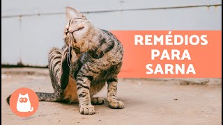 8 REMÉDIOS CASEIROS para sarna em GATOS 🐱✅  Remédios caseiros eficazes [upl. by Eicnan974]