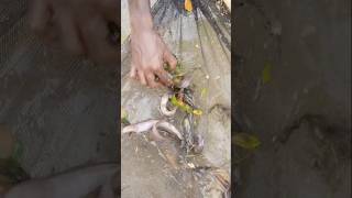 Unbelievable Catching in River Fishing Video shorts fishinglife [upl. by Fullerton]