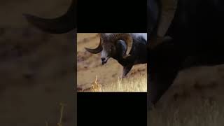 The mouflon is a nimble mountain acrobat shorts [upl. by Landahl]