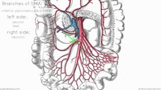 Superior Mesenteric Artery  Anatomy Tutorial [upl. by Nottage]