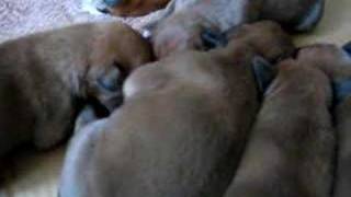 Boxers Puppies Crying [upl. by Bradwell]