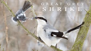 Great grey SHRIKE  butcher bird [upl. by Buckden]