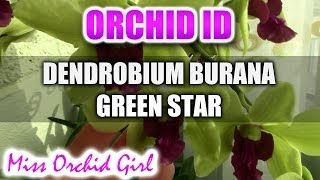 Dendrobium Burana Greenstar Orchid  Fragrant and easy to care for [upl. by Cary925]